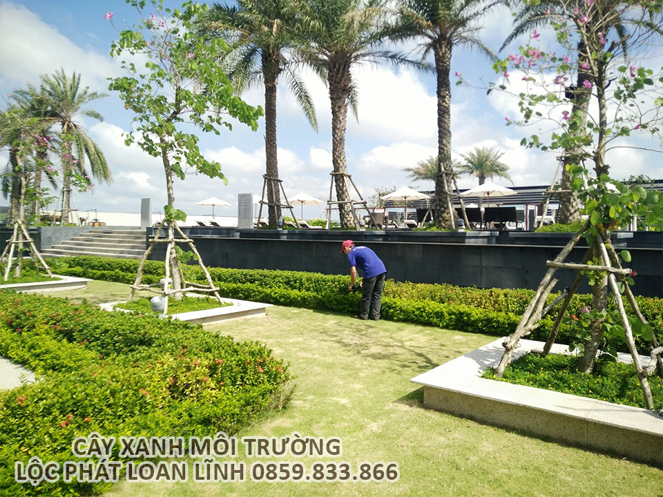 Đảm bảo các dự án khuôn viên cây xanh đúng tiến độ, đúng chất lượng.