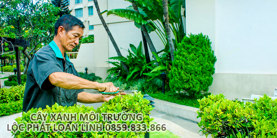 Cung cấp dịch vụ chăm sóc, bảo dưỡng cây xanh trước sau khi bàn giao.