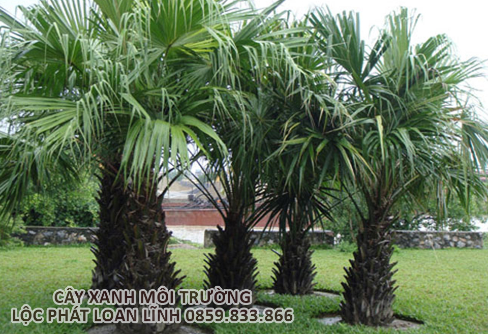 Cây cảnh Bắc Ninh – Cây cọ gai tạo điểm nhấn khuôn viên đô thị