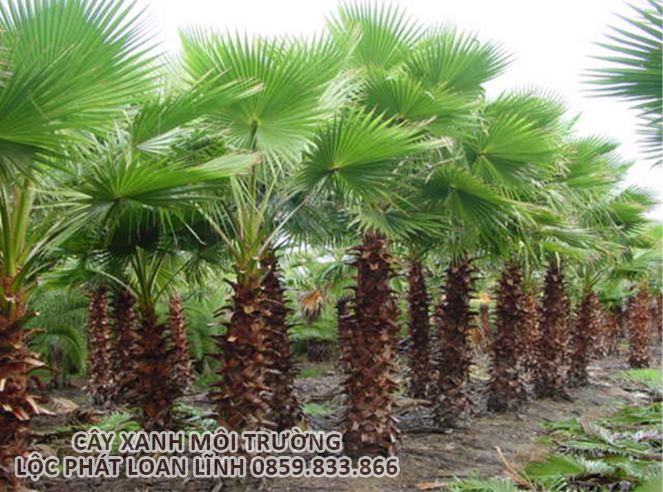 Cây cảnh Bắc Ninh được ưa chuộng – Cây cọ gai trang trí lối đi sân vườn