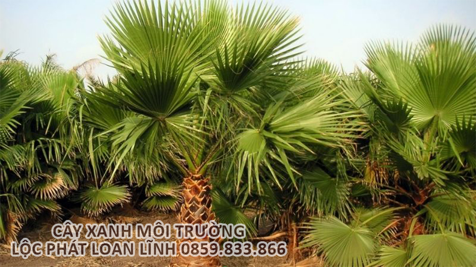 Không gian xanh với cây cảnh Bắc Ninh – Cây cọ gai tạo cảm giác nhiệt đới