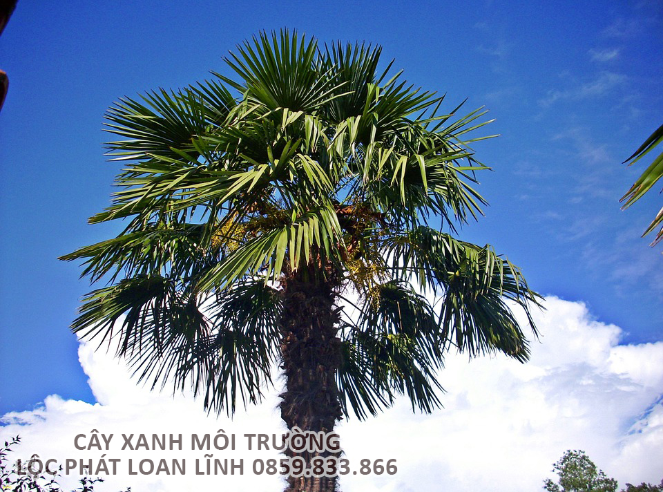 Cây cảnh Bắc Ninh đẹp mắt – Cây cọ gai đứng thẳng, dáng khỏe khoắn