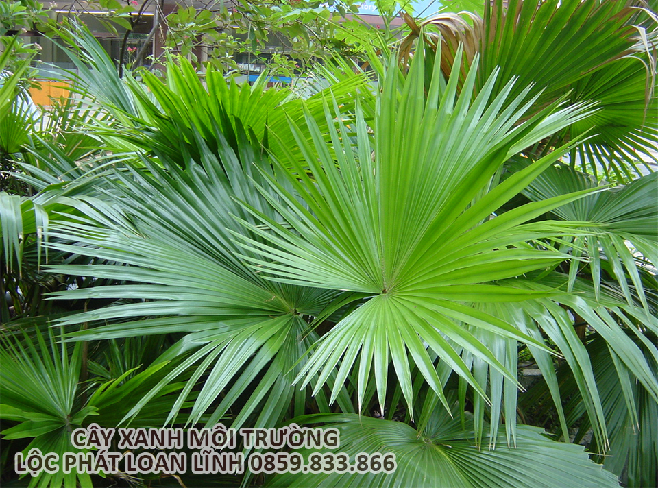 Trang trí cảnh quan bằng cây cảnh Bắc Ninh – Cây cọ gai nổi bật giữa vườn cây
