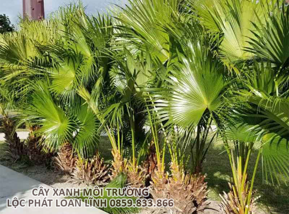 Giải pháp cây cảnh Bắc Ninh – Cây cọ gai dễ trồng, ít tốn công chăm sóc