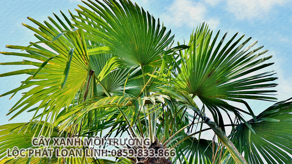 Cây cảnh Bắc Ninh cho công trình công cộng – Cây cọ gai tạo bóng mát tự nhiên
