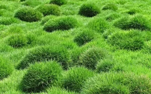 Hướng dẫn chăm sóc cỏ Nhật phối cảnh cây xanh ở Bắc Ninh