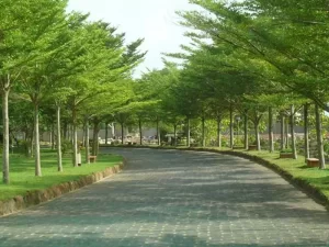 Cây Công Trình Bắc Ninh - Cây Bàng Đài Loan
