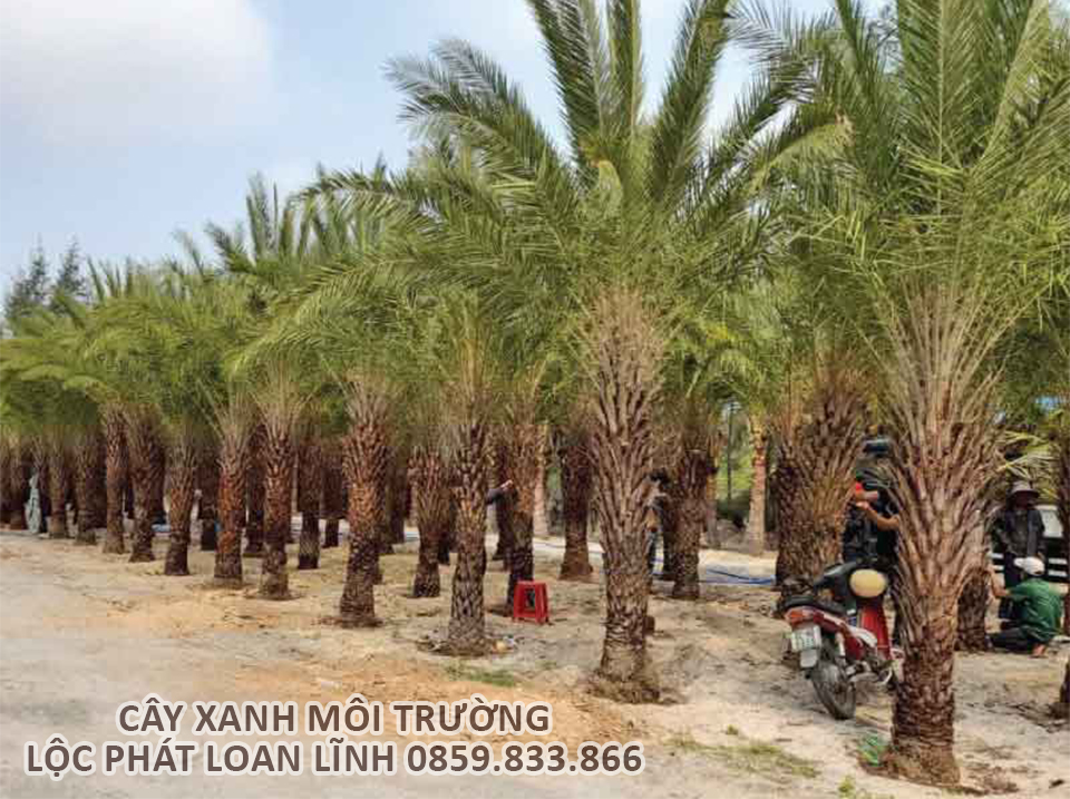 Tạo Không Gian Xanh Đẳng Cấp Với Cây Chà Là Tại Các Công Trình Bắc Ninh