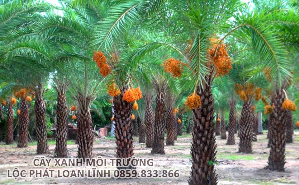Cây Chà Là – Biểu Tượng Cây Công Trình Đặc Trưng Ở Bắc Ninh