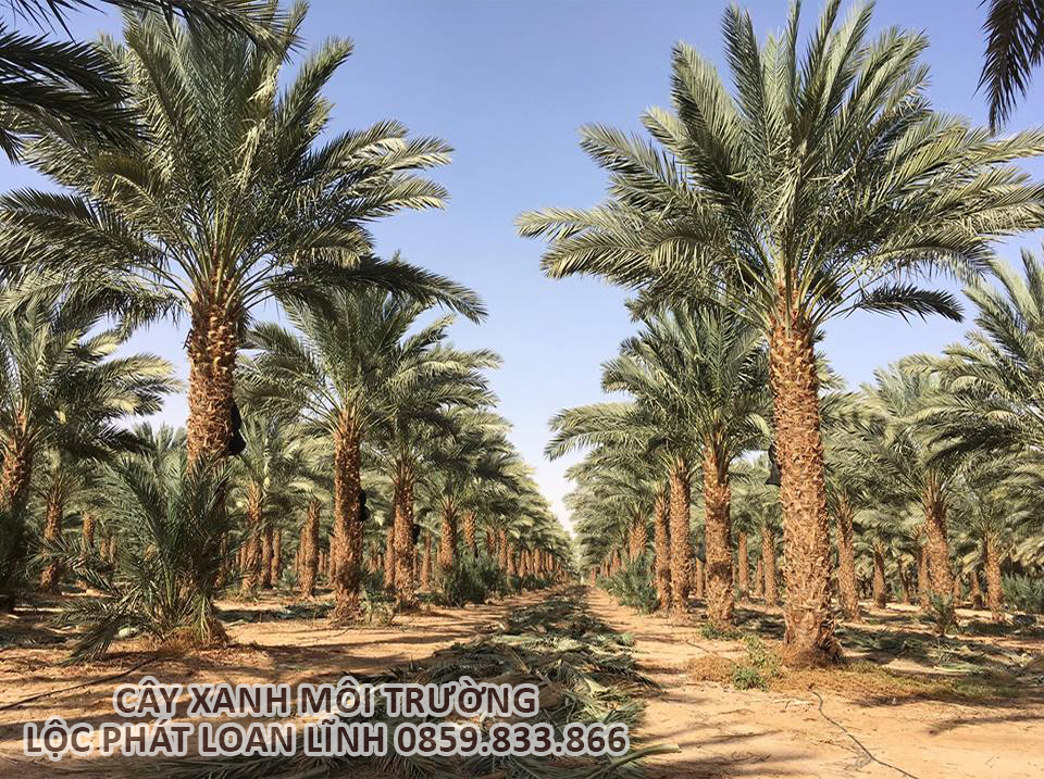 Cây Công Trình Bắc Ninh: Cây Chà Là Mang Lại Không Gian Sống Đẳng Cấp