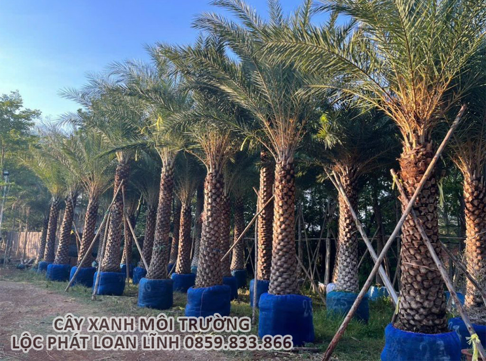 Hình Ảnh Cây Chà Là Trong Thiết Kế Cây Công Trình Bắc Ninh