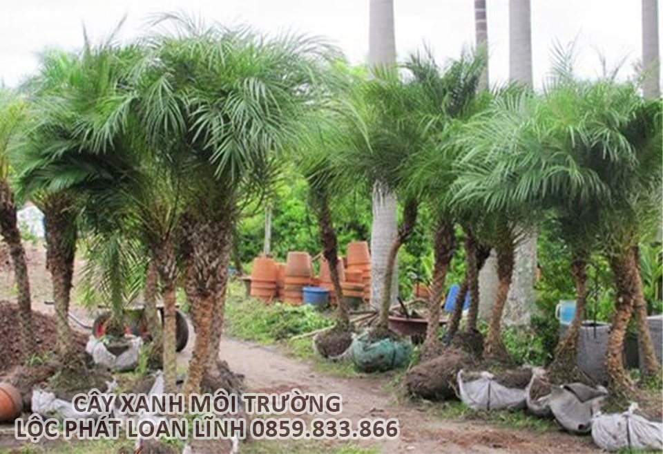 Phong Cách Thiết Kế Công Trình Xanh Bắc Ninh Với Cây Chà Là