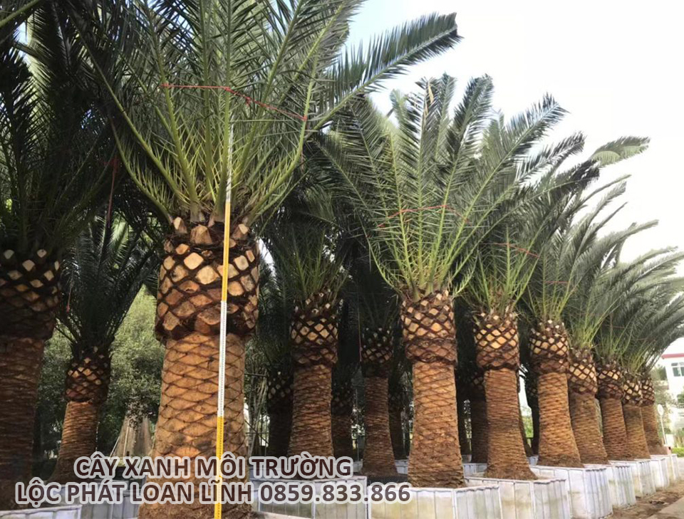 Cây Chà Là – Lựa Chọn Hoàn Hảo Cho Cây Công Trình Bắc Ninh