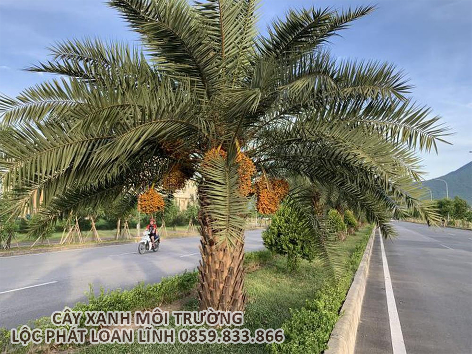 Cây Chà Là – Điểm Nhấn Xanh Cho Cảnh Quan Công Trình Bắc Ninh