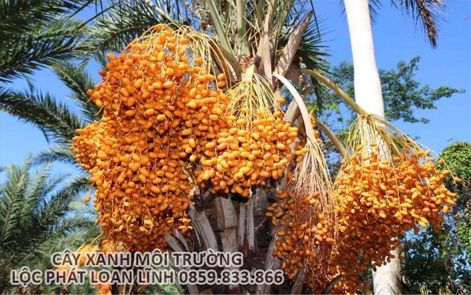 Cây Công Trình Bắc Ninh: Vẻ Đẹp Mạnh Mẽ Từ Cây Chà Là