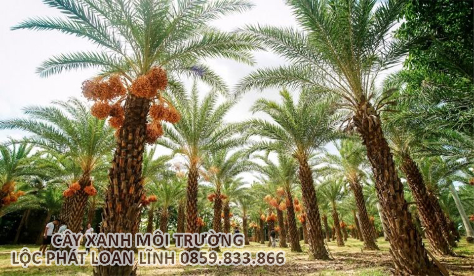 Trồng Cây Chà Là Làm Mát Không Gian Công Trình Tại Bắc Ninh