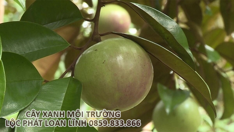Cây vú sữa – cây cảnh Bắc Ninh được ưa chuộng