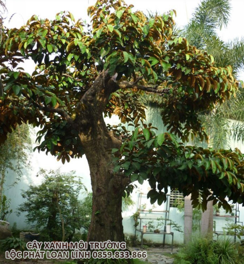 Cây vú sữa tạo bóng mát cho cảnh quan Bắc Ninh