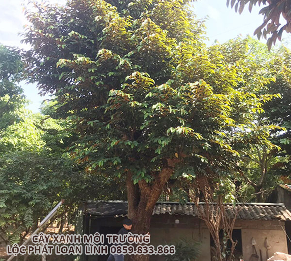 Xu hướng cây cảnh Bắc Ninh – Cây vú sữa tạo điểm nhấn không gian