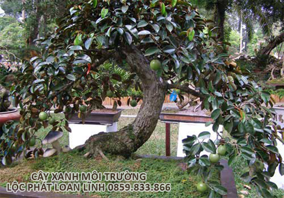 Cây cảnh Bắc Ninh nên chọn – Cây vú sữa cho cảnh quan đô thị
