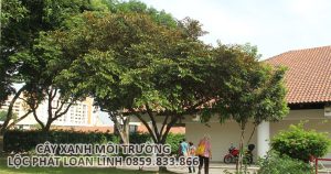 Cây cảnh Bắc Ninh – Hình ảnh cây vú sữa tạo bóng mát sân vườn