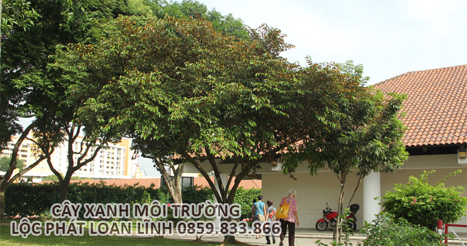 Cây cảnh Bắc Ninh – Hình ảnh cây vú sữa tạo bóng mát sân vườn