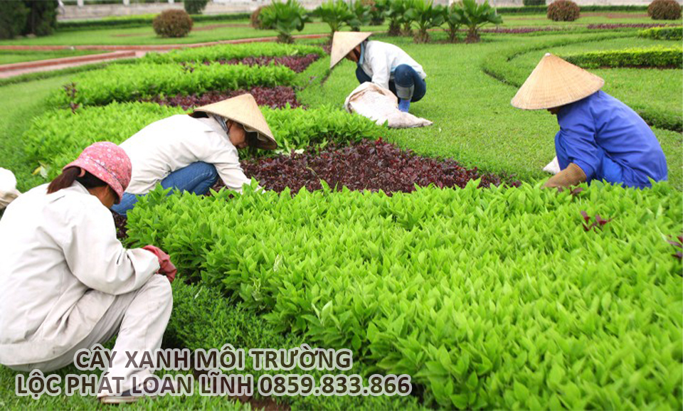 Dịch vụ chăm sóc và duy trì cây xanh chuyên nghiệp tại Bắc Ninh