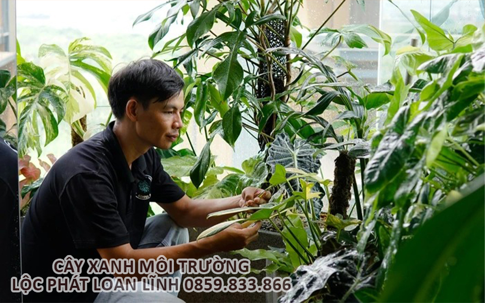 Khách hàng kiểm tra chất lượng dịch vụ chăm sóc cây xanh