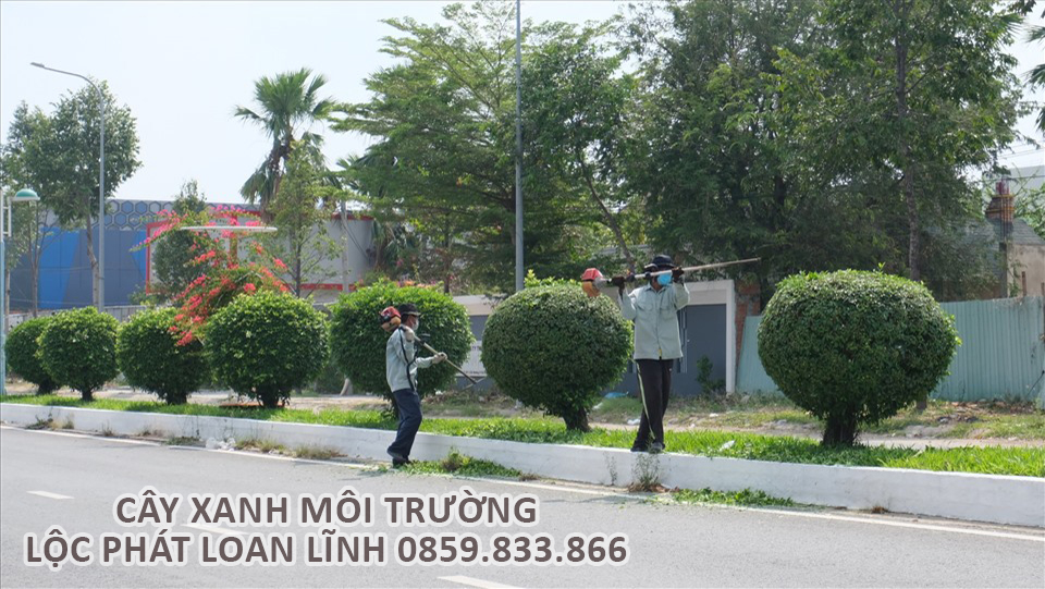 Quy trình chăm sóc cảnh quan cây xanh đạt chuẩn kỹ thuật