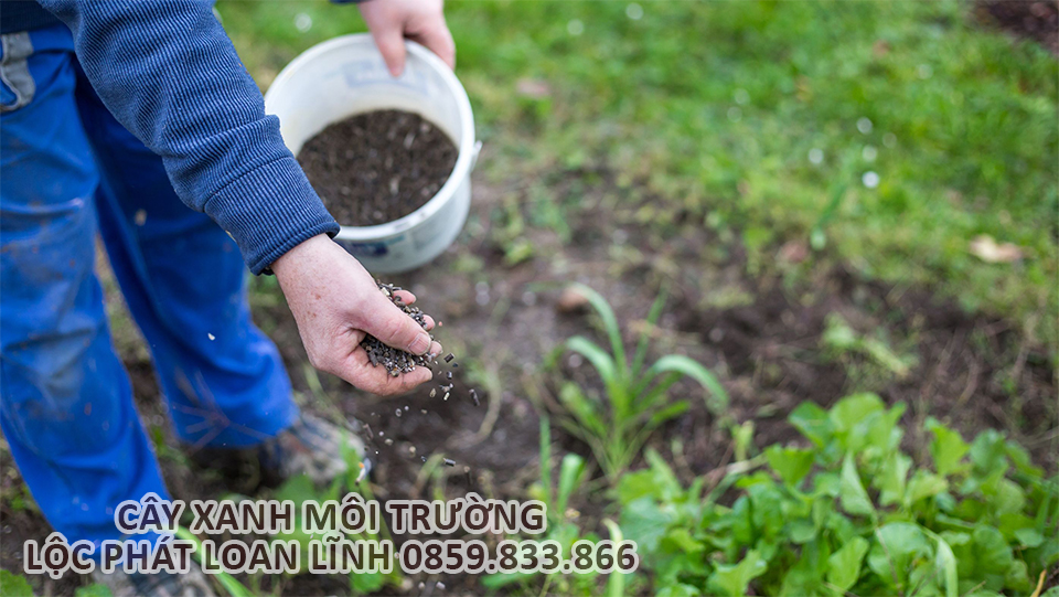 Bón phân định kỳ giúp cây xanh phát triển bền vững