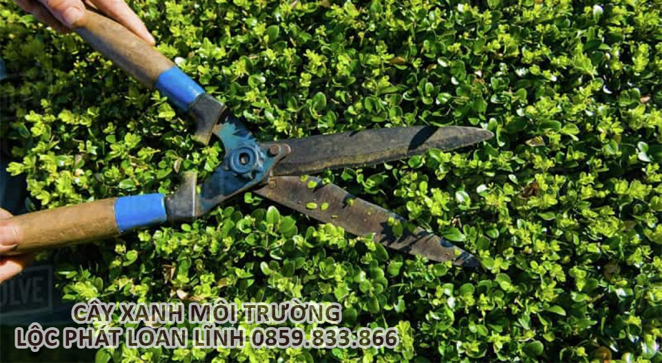 Kỹ thuật viên đang cắt tỉa cây xanh đúng quy trình