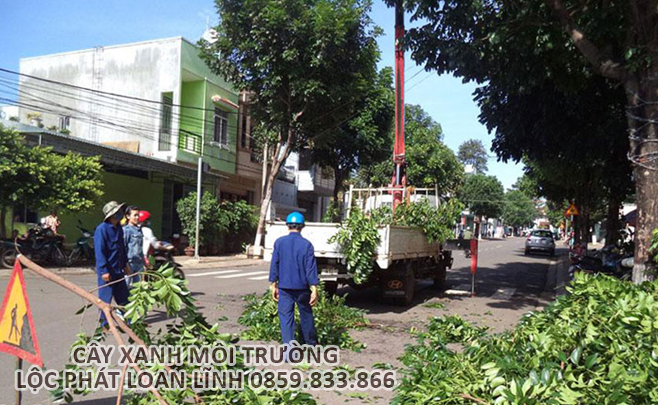 Cắt tỉa là bước quan trọng để loại bỏ cành hư hại, giúp cây thông thoáng và định hình.