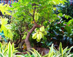 Cây Khế - Biểu Tượng Mộc Mạc Trong Cây Cảnh Bắc Ninh