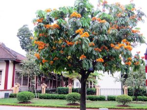 Cây Vàng Anh khoe sắc giữa vườn cây cảnh Bắc Ninh