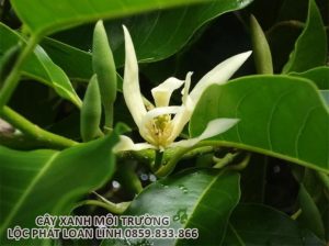 Cây cảnh Bắc Ninh - cây ngoc lan