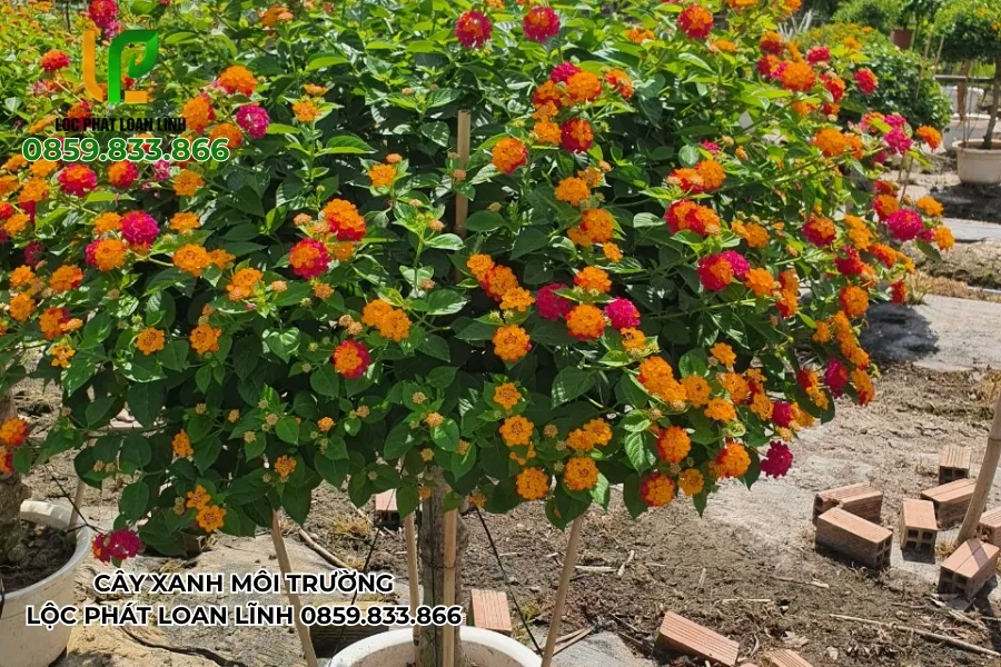 Cây Ngũ Sắc Phát Triển Mạnh Mẽ Trong Cảnh Quan Cây Xanh Tại Bắc Ninh