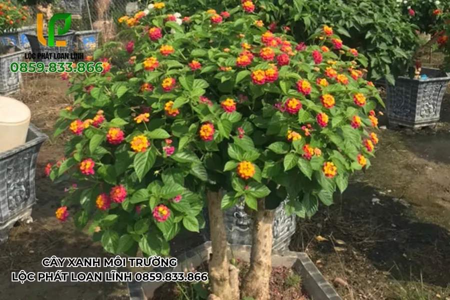 Tạo Không Gian Sống Xanh Mát Với Cây Xanh Tại Bắc Ninh