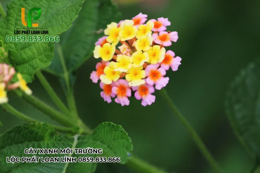 Vẻ Đẹp Rực Rỡ Của Cây Ngũ Sắc Trong Không Gian Cây Xanh Tại Bắc Ninh