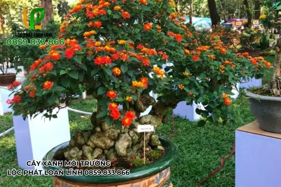 Cây Xanh Tại Bắc Ninh: Cải Thiện Chất Lượng Không Khí Và Môi Trường