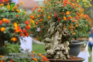 Cách Chăm Sóc Cây Ngũ Sắc Tại Bắc Ninh Cho Cảnh Quan Xanh