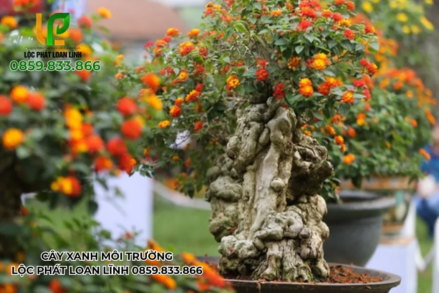 Cách Chăm Sóc Cây Ngũ Sắc Tại Bắc Ninh Cho Cảnh Quan Xanh