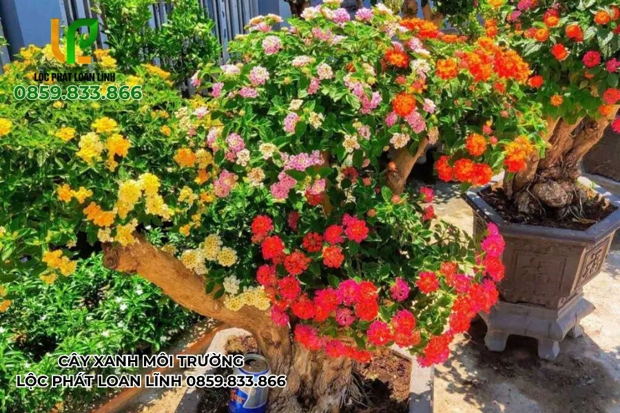 Cây Xanh Tại Bắc Ninh: Giải Pháp Tạo Không Gian Xanh Cho Mỗi Gia Đình