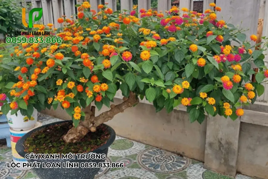 Không Gian Cây Xanh Tại Bắc Ninh: Tạo Môi Trường Trong Lành