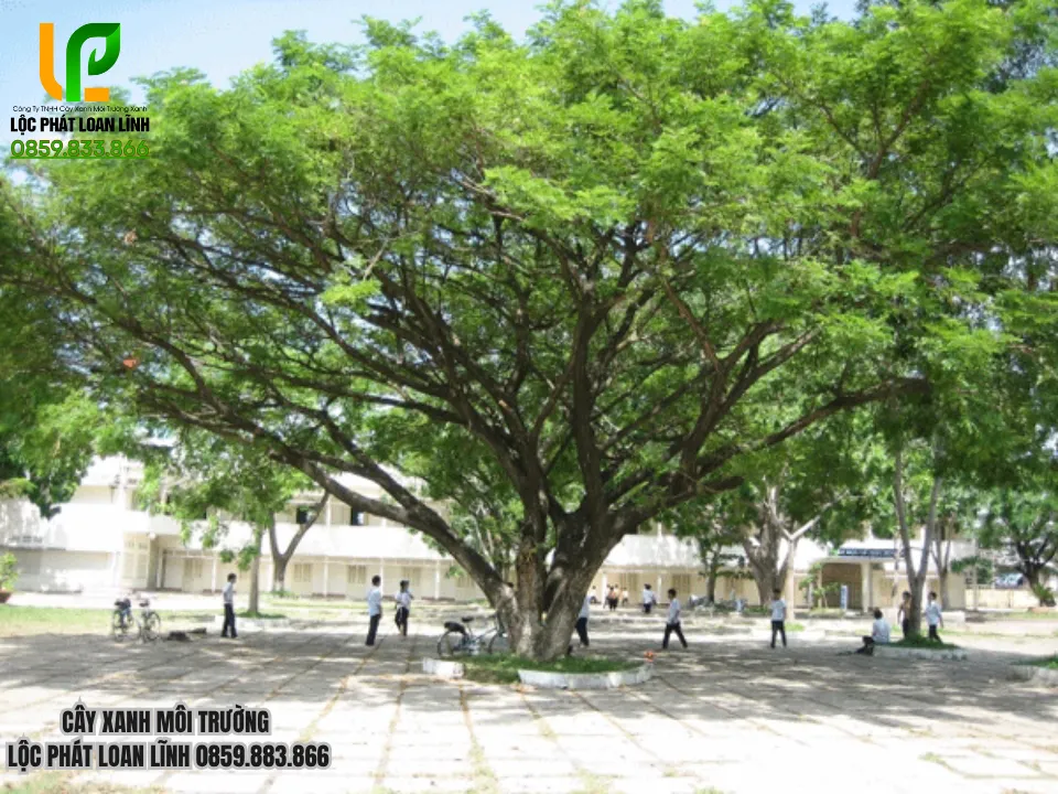 Ứng dụng cho trường học, khuôn viên cơ quan, xí nghiệp