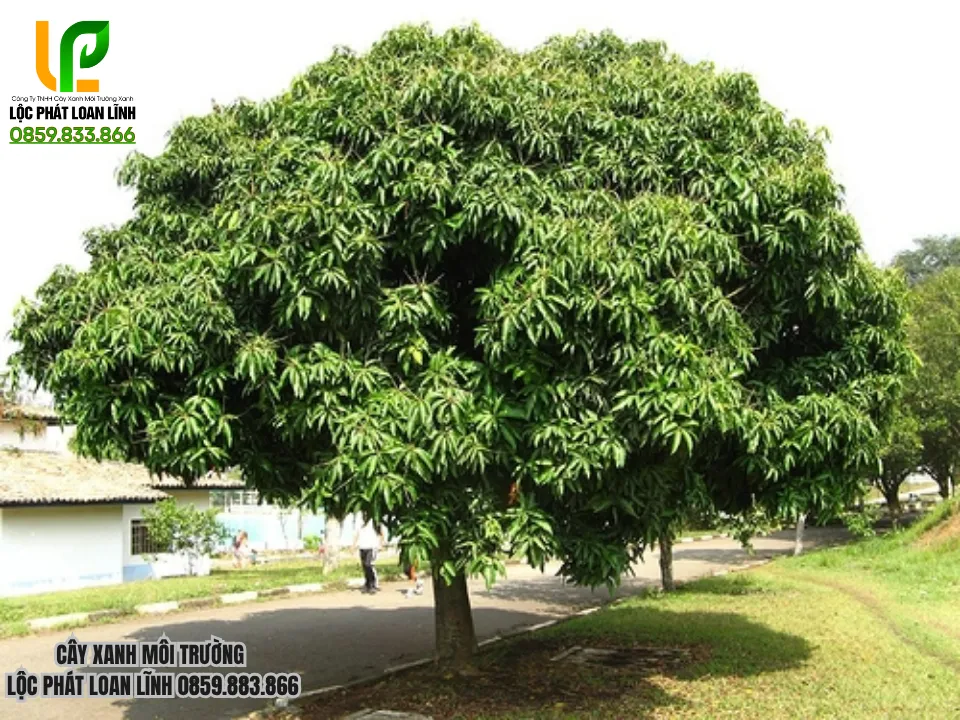 Vì Sao Cây Bóng Mát Và Ăn Trái Được Ưa Chuộng Tại Bắc Ninh?