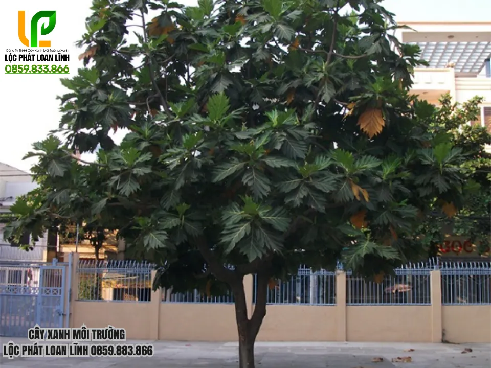 Tiêu Chí Lựa Chọn Cây Bóng Mát Và Ăn Trái Phù Hợp Tại Bắc Ninh