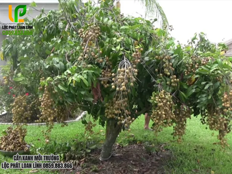 Tốc độ sinh trưởng, tán rộng, dễ chăm sóc