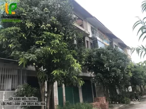 Danh Sách 10 Cây Bóng Mát Và Ăn Trái Phổ Biến Tại Bắc Ninh