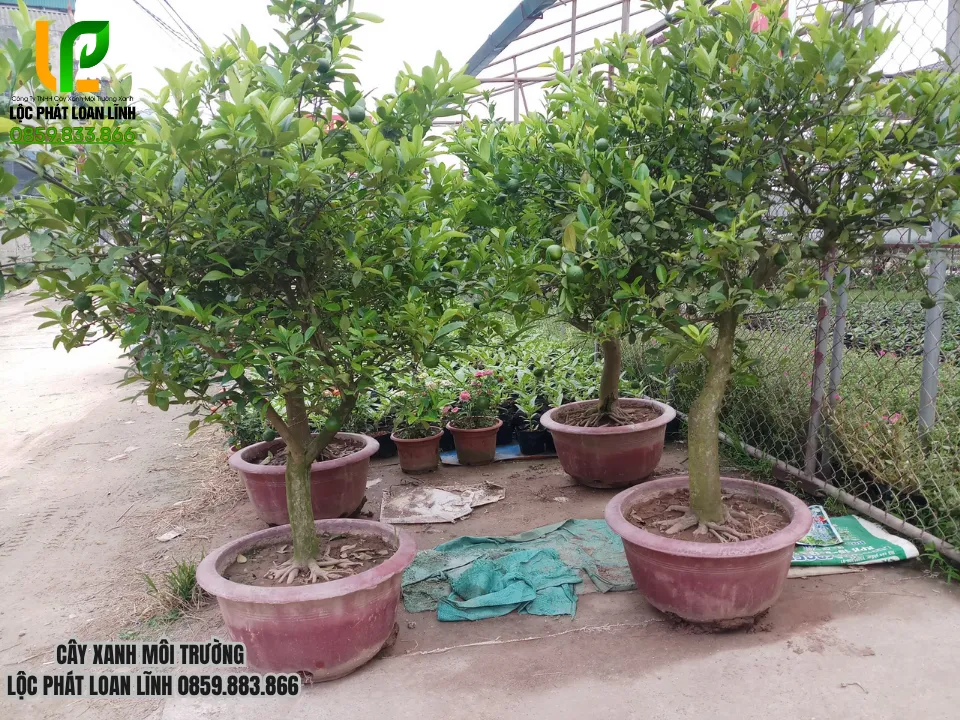 Ứng Dụng Của Cây Bóng Mát Và Ăn Trái Trong Cảnh Quan Bắc Ninh