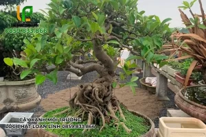 Cây Đa – Biểu tượng phong thủy trong bộ sưu tập cây cảnh tại Bắc Ninh